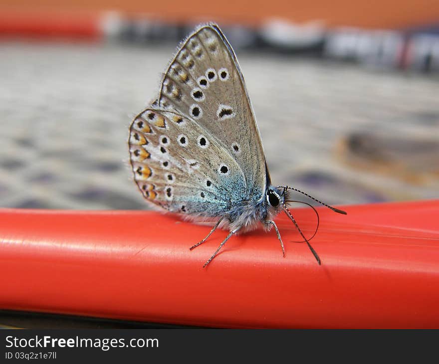 Common Blue Butterfly Male