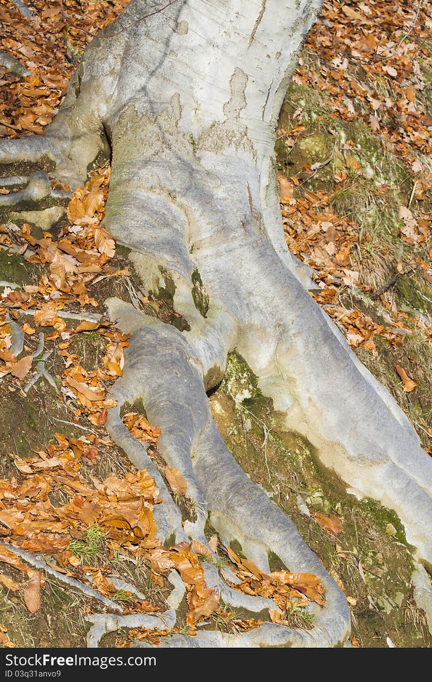 Roots in the woods in autumn. Roots in the woods in autumn