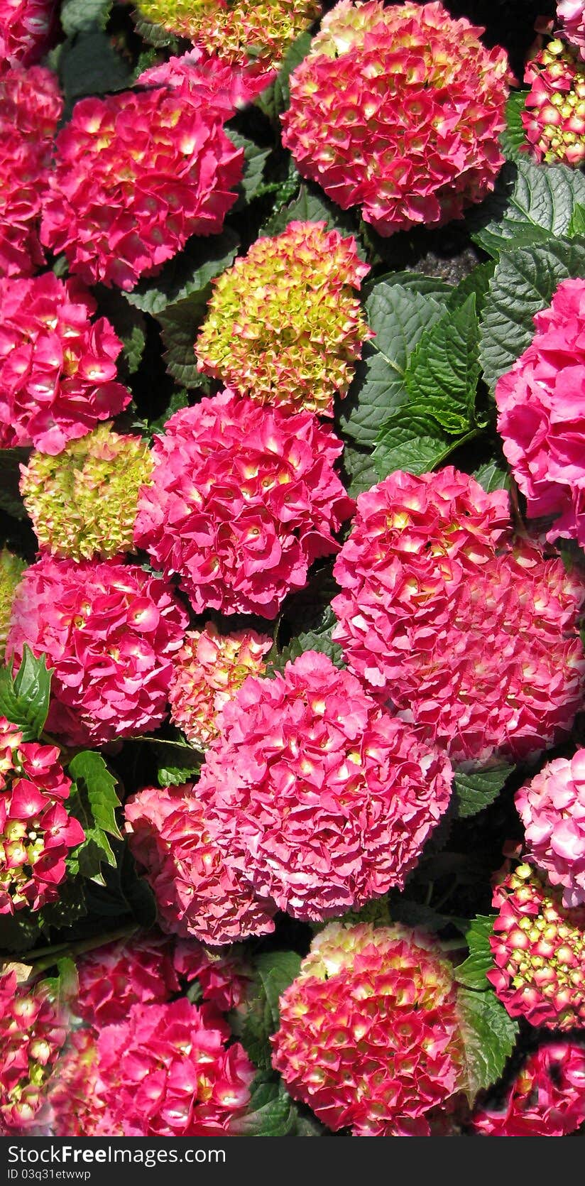 A beautiful pink garden plant. A beautiful pink garden plant