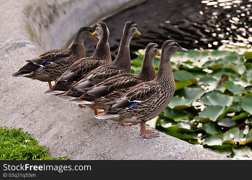 A family of mallard ducks standing at a fountain