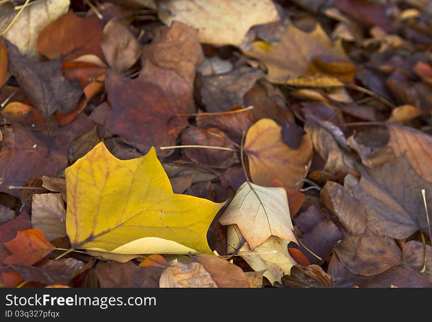 Close-up of leaves in autumn in the park of Burcina