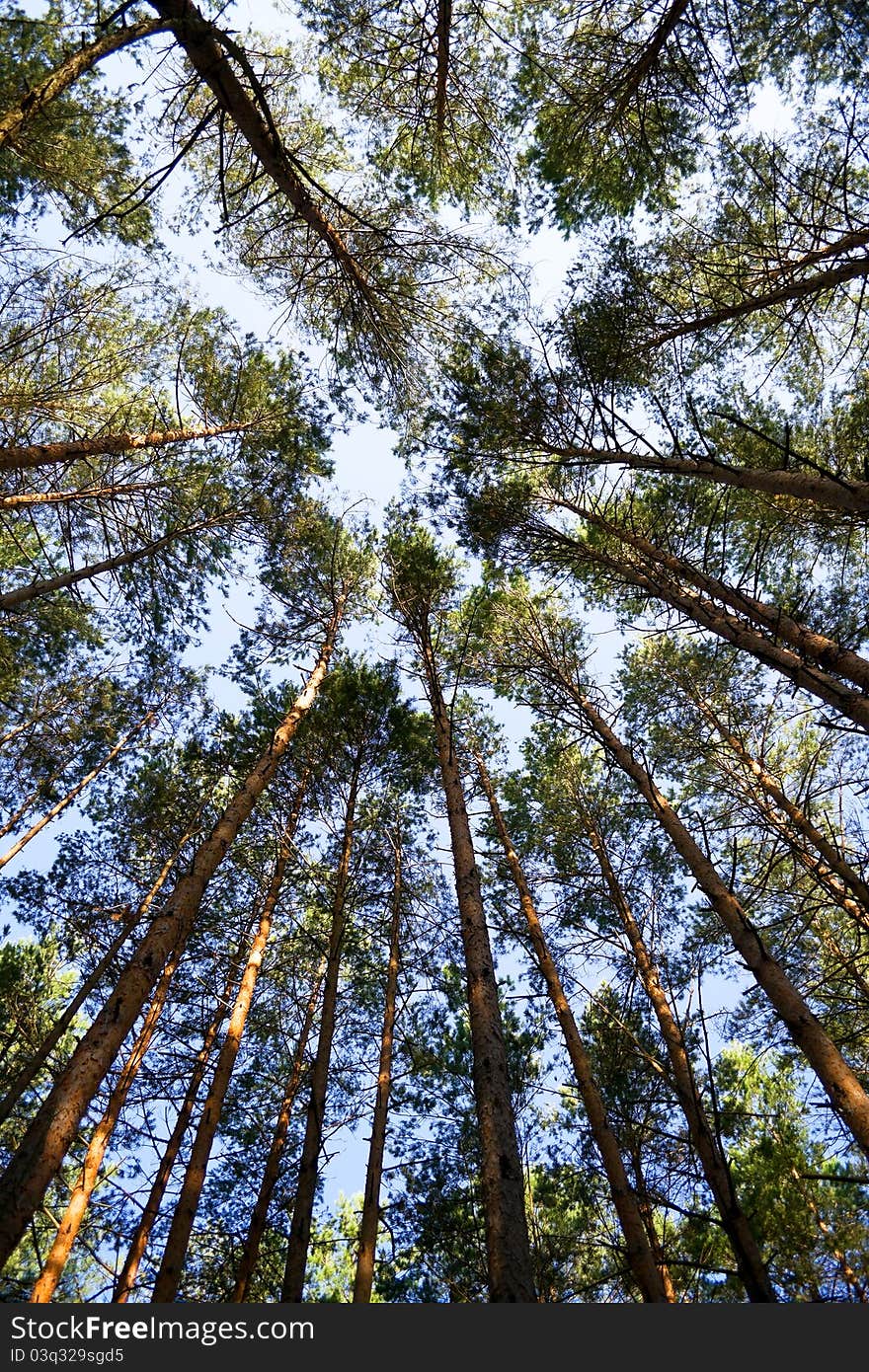 Tops of pine trees on the sky's background