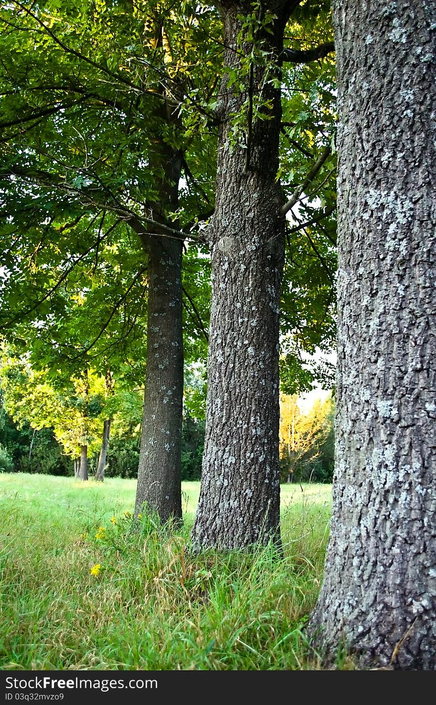 Three trees on a green field