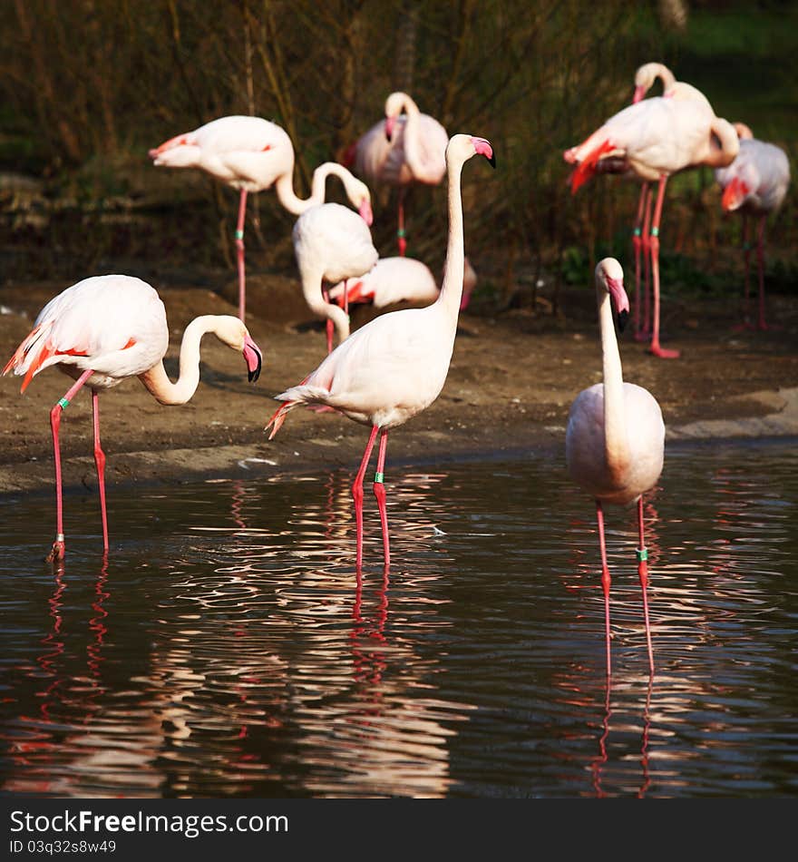 Pink flamingo in zoo close up