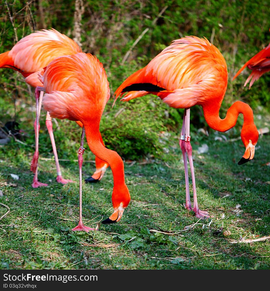 Pink flamingo in zoo close up