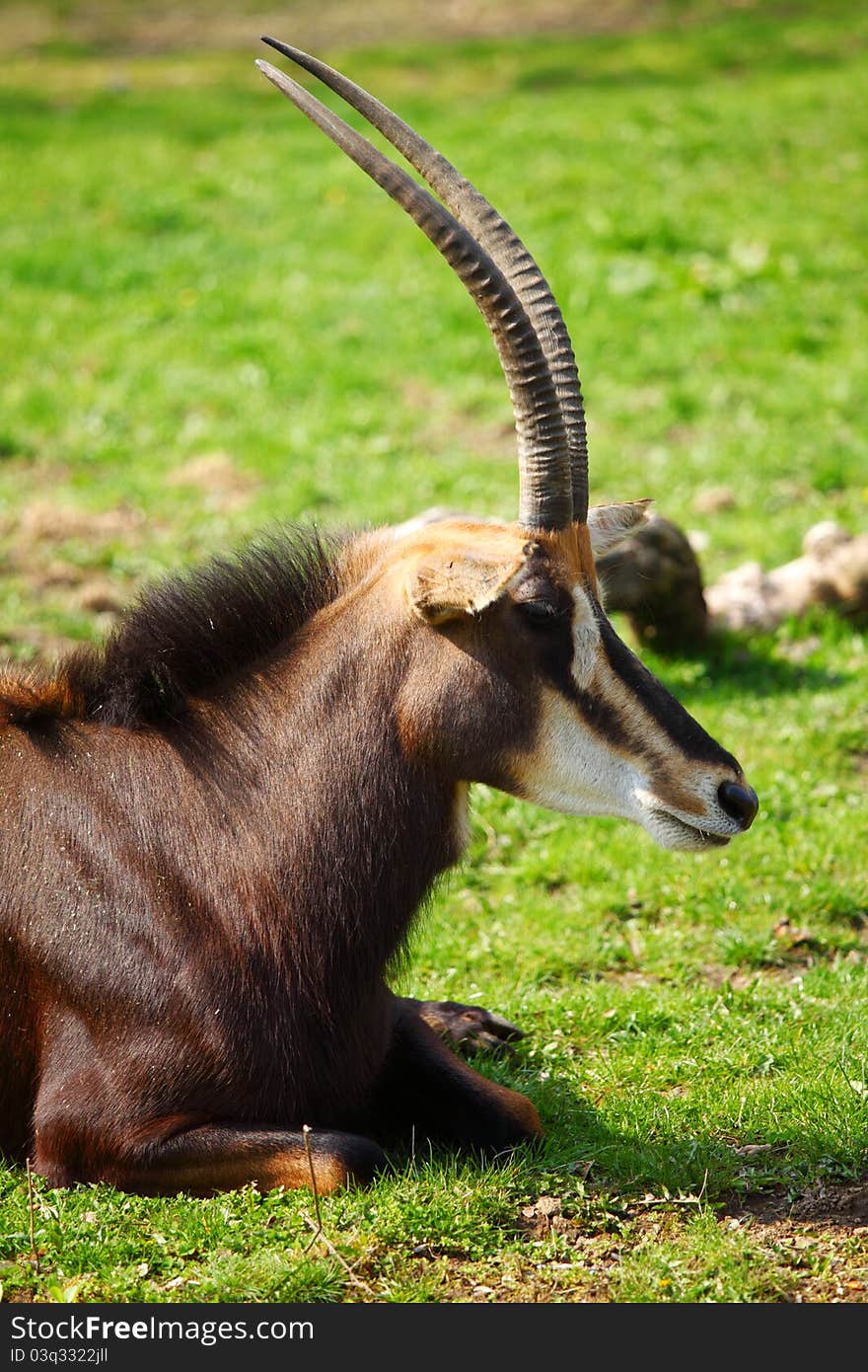 Goat in wild close up