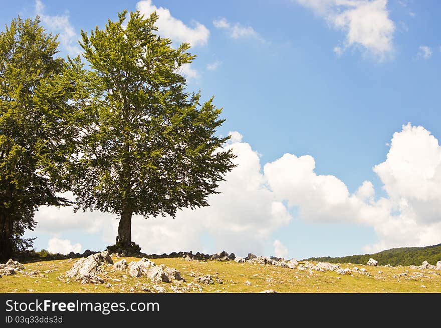 Two trees against blue cloudy sky