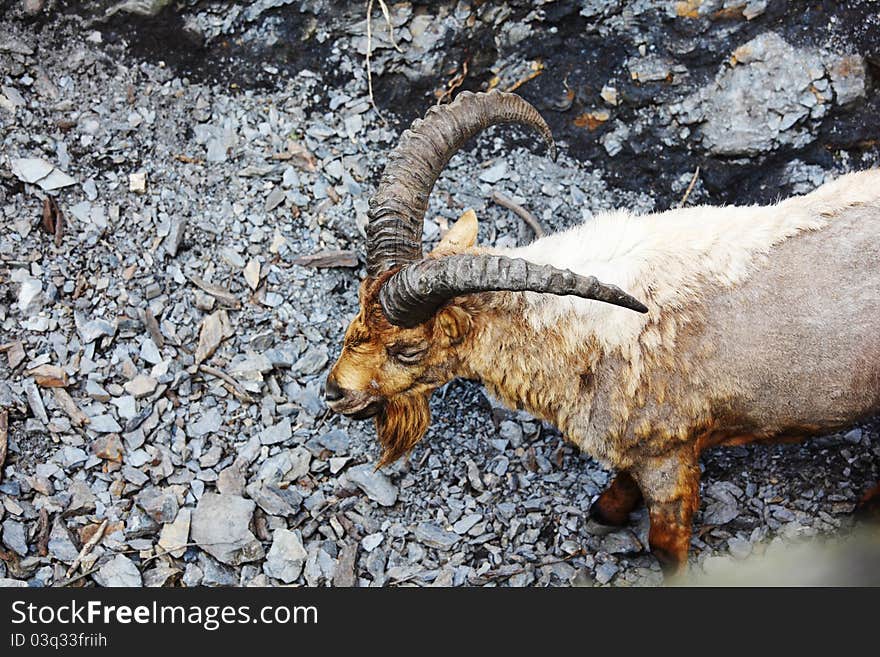 Goat in wild close up