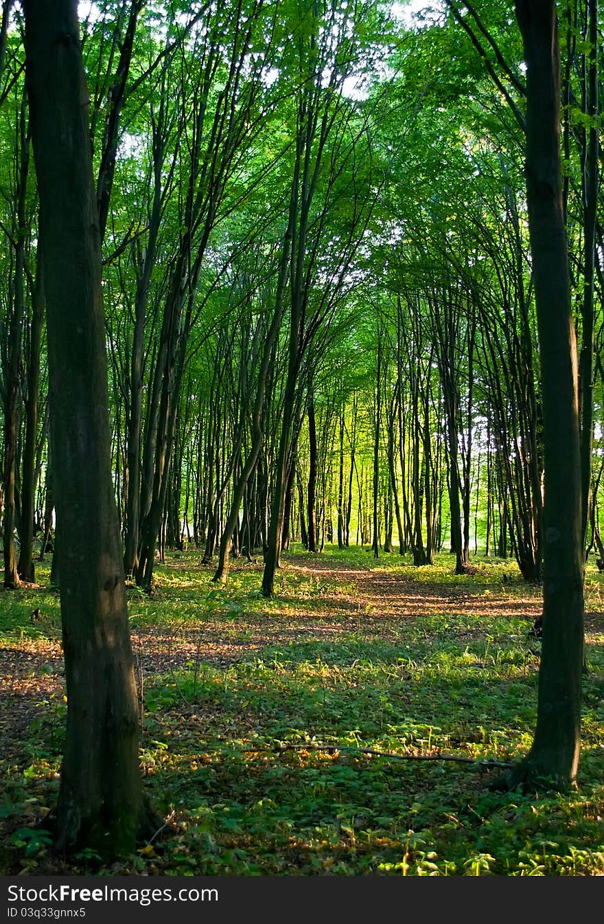 Green forest