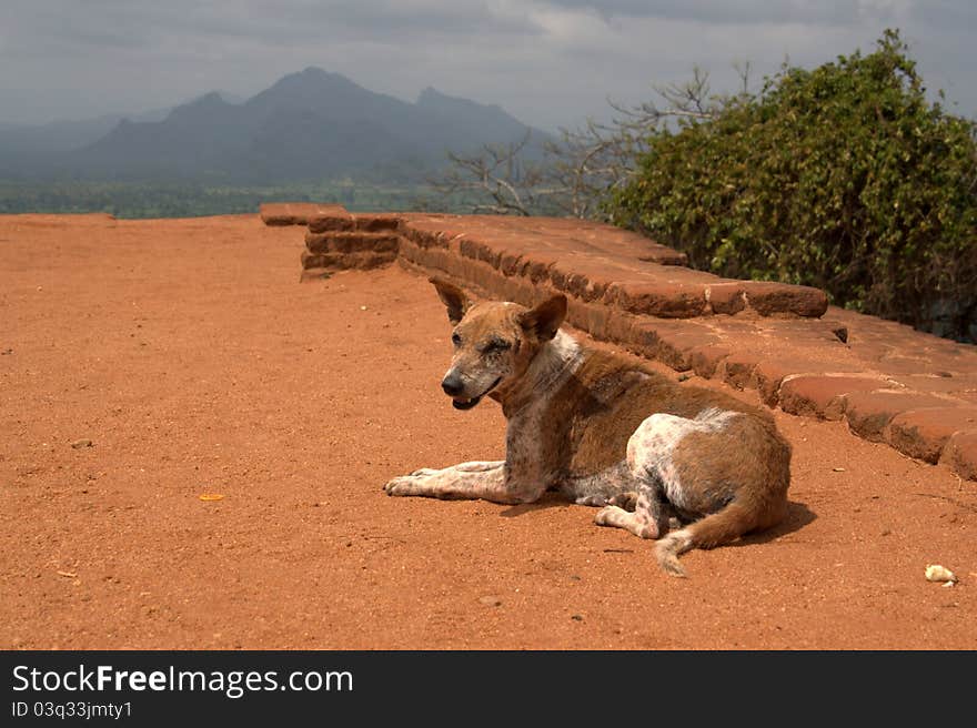 View from Sigiriya Rock, Sri Lanka