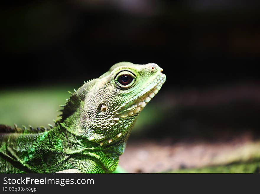 Close up lizard in zoo