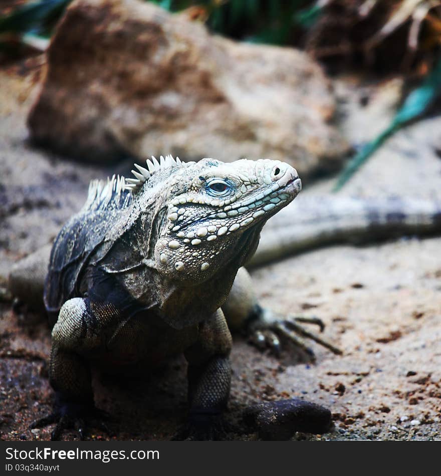 Close up lizard in zoo