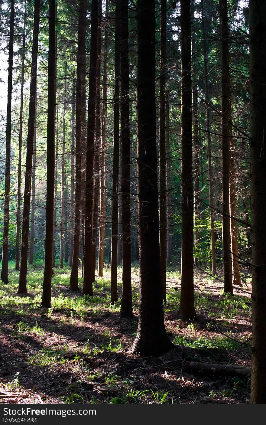 Dark pine forest in the summer's morning