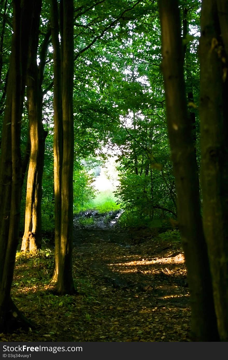 The end of the forest path. The end of the forest path