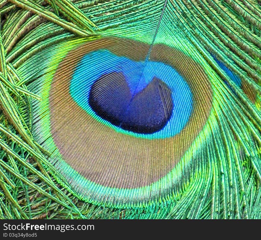 Peacock feather