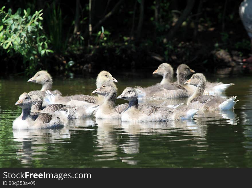 Anser anser family young duck. Anser anser family young duck