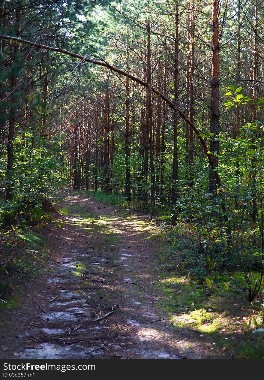 Road in a pine forest. Road in a pine forest