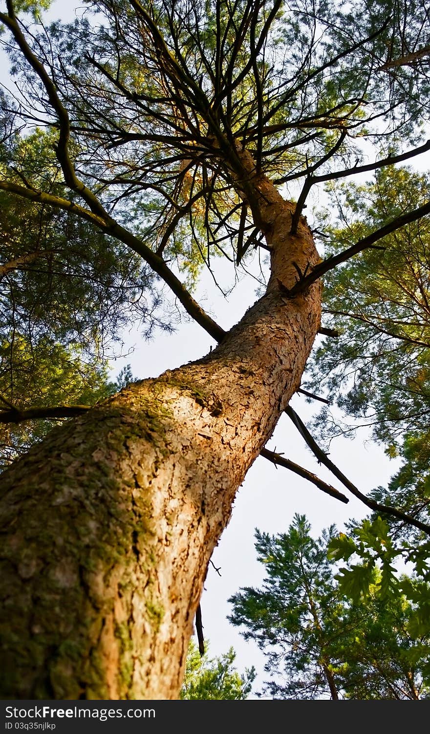 High and twisted pine tree