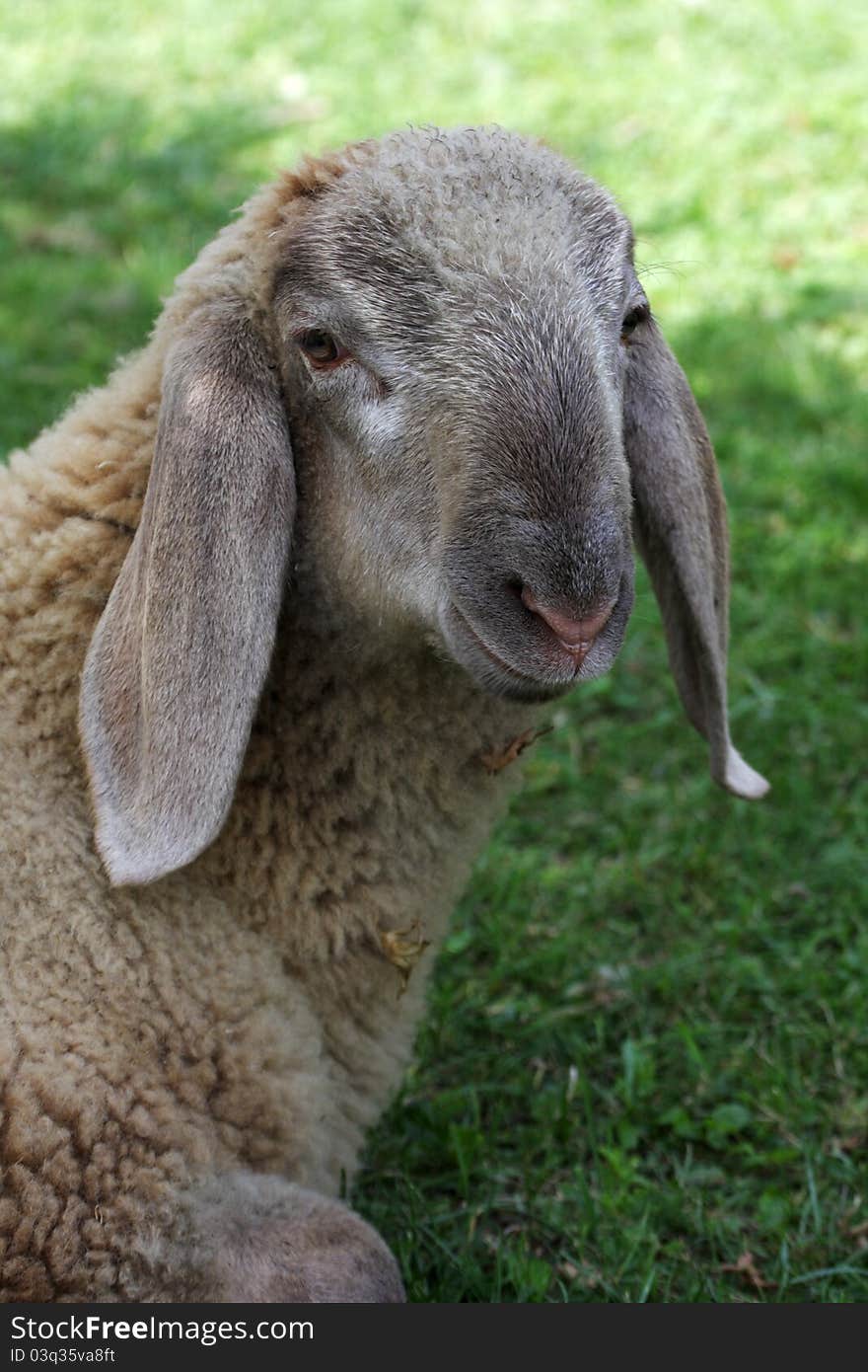 Portrait of a lamb sheep Biellese