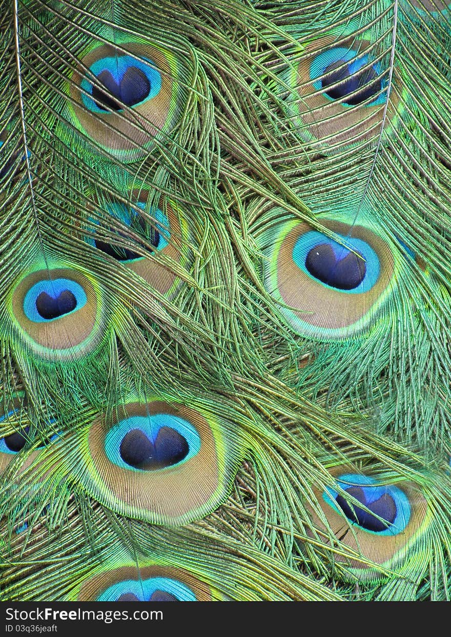 Peacock Tail