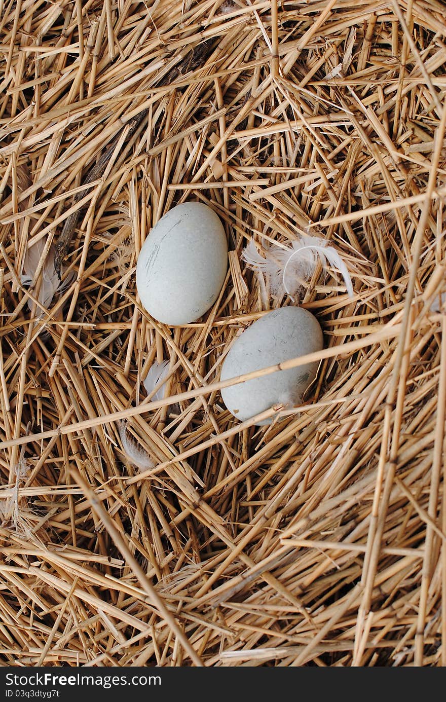 Mute swan s Nest with Eggs