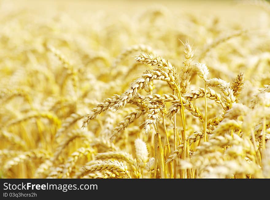 Golden wheat field in summer