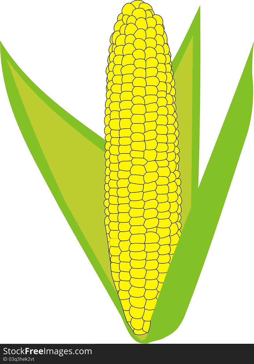 Ripe corn. Harvesting. Young corn. Corn on a white background