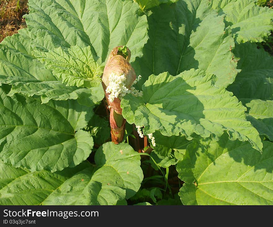 Rhubarb