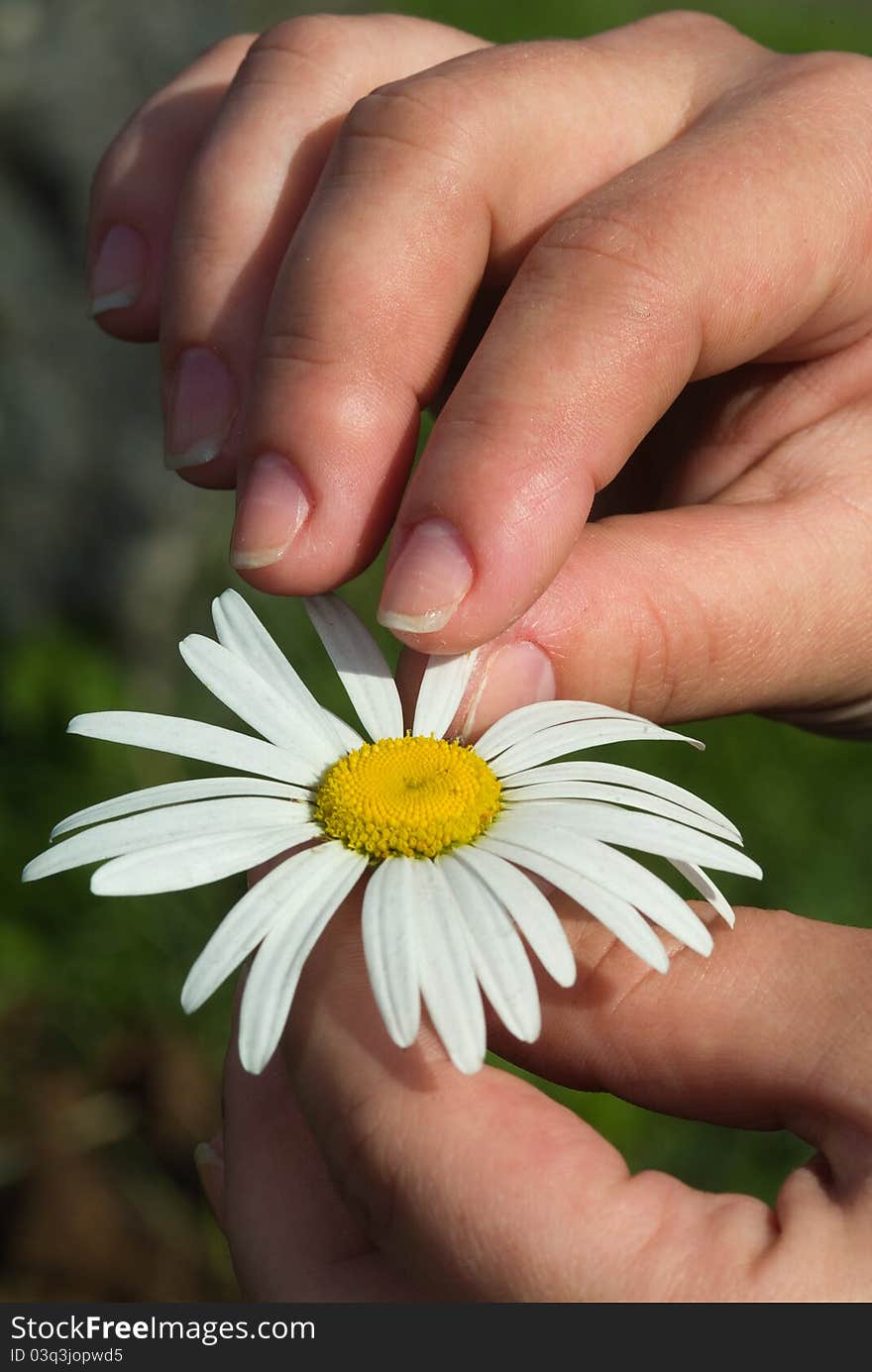 Female hand holding flower petals for. Female hand holding flower petals for