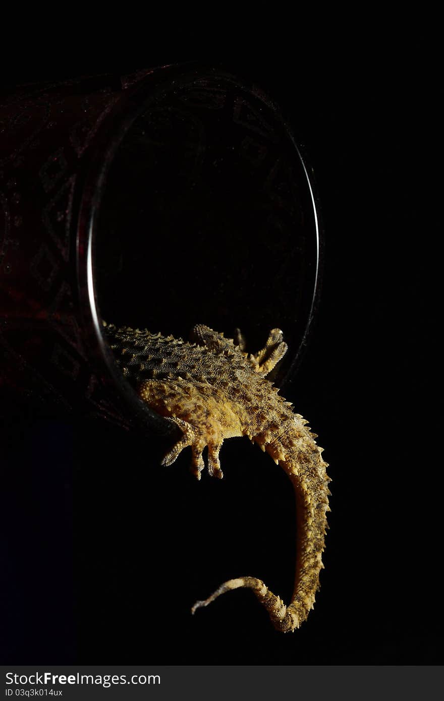 Detail of a gecko´s tail (Tarentola mauritanica).