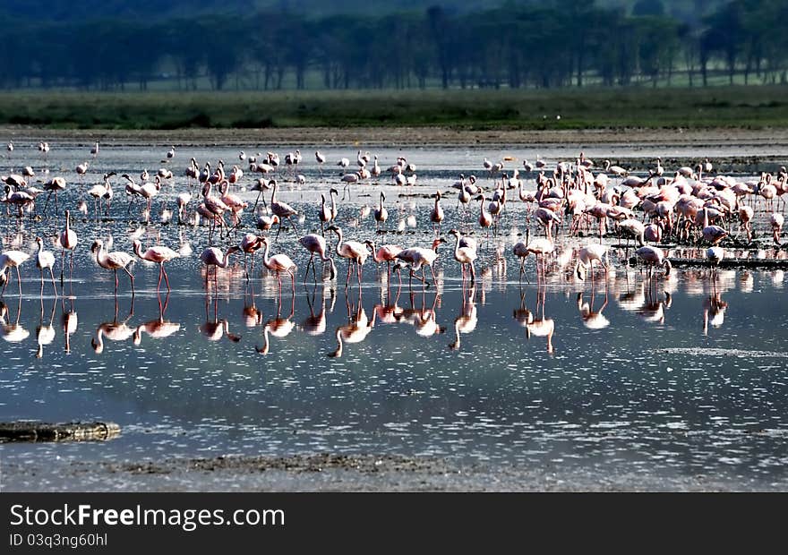 Flocks of flamingo. Africa. Kenya