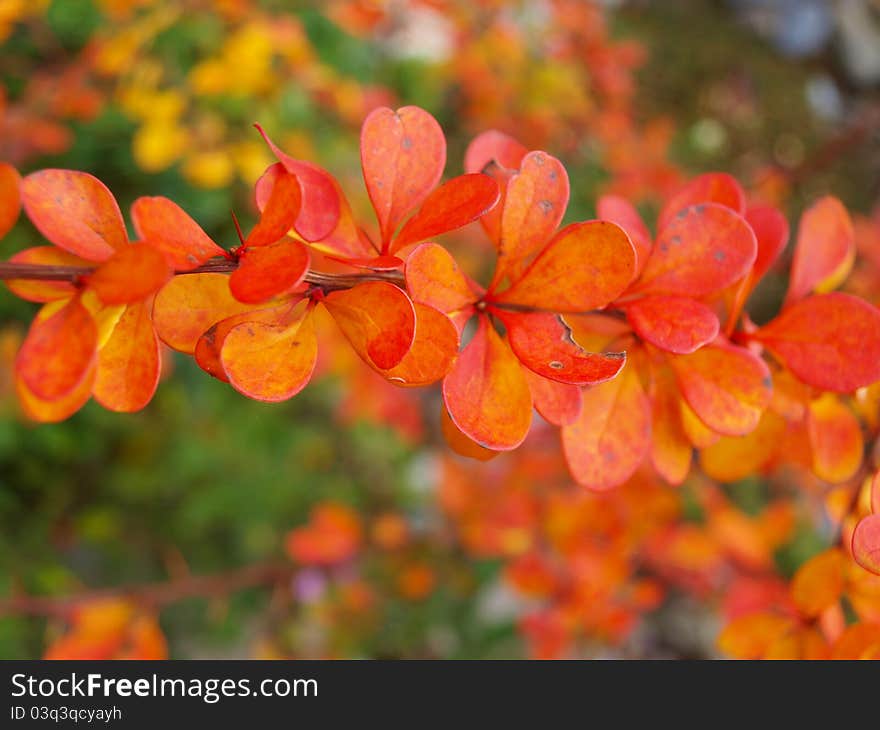 Autumn leaves in the garden