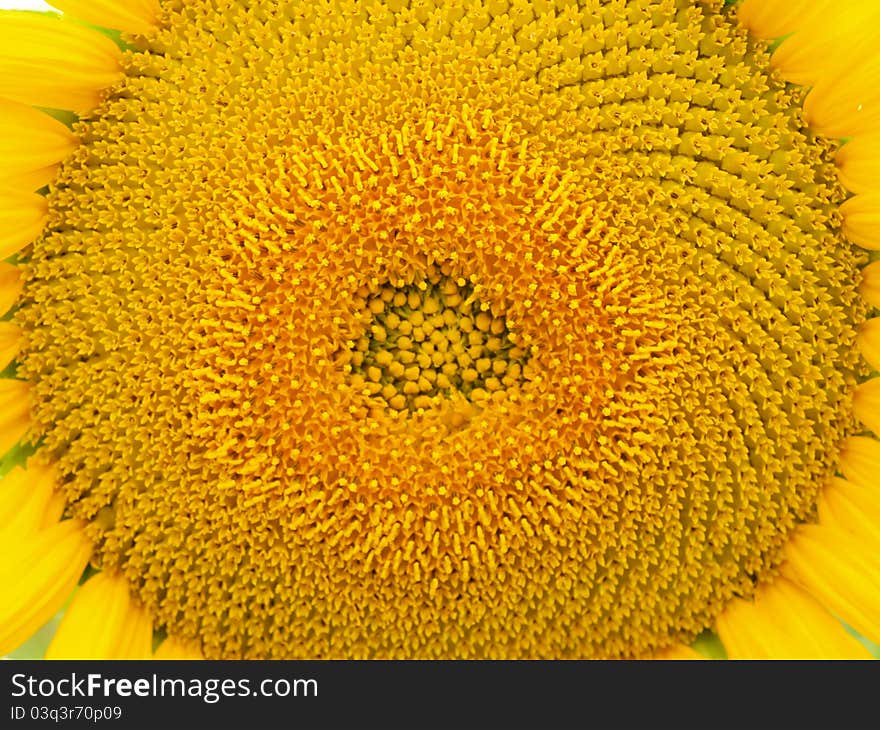 Sunflower