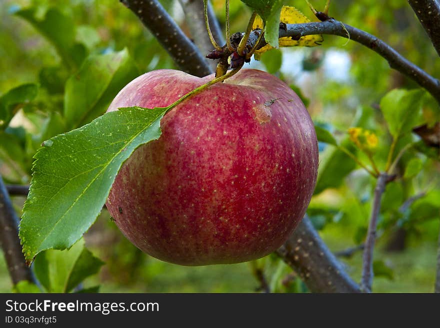 Champion apples on the tree in autumn. Champion apples on the tree in autumn