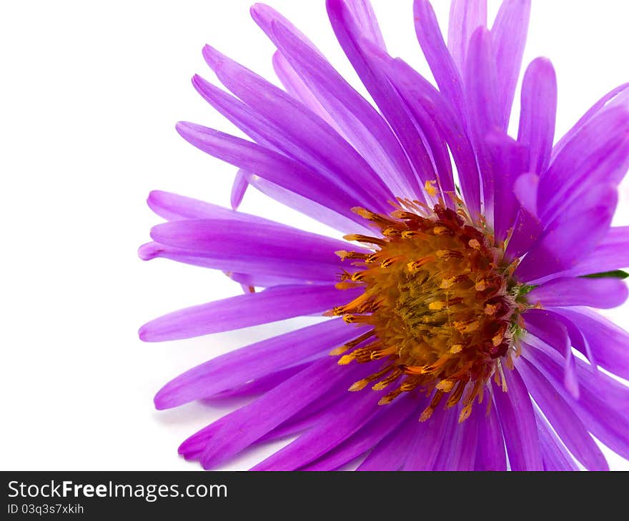 Flower with lilac petal isolated on white background