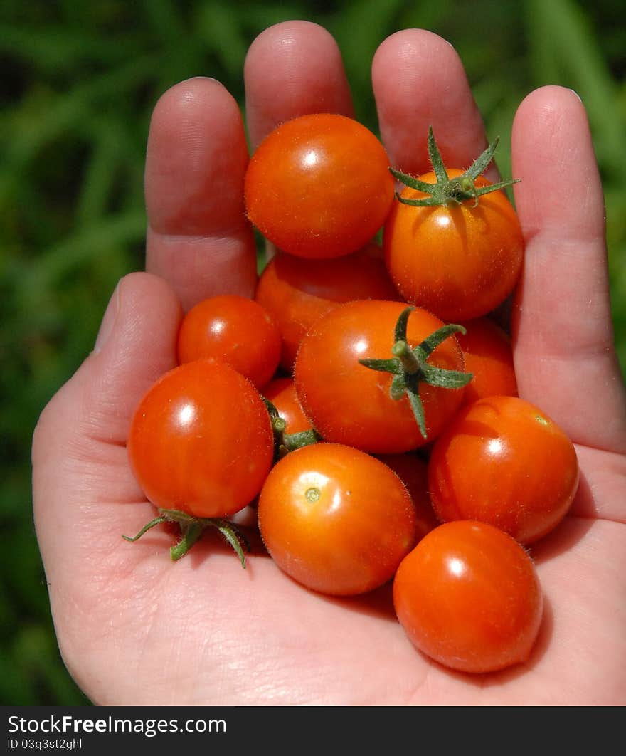 Handful of homegrown cherry red tomatoes. Handful of homegrown cherry red tomatoes.