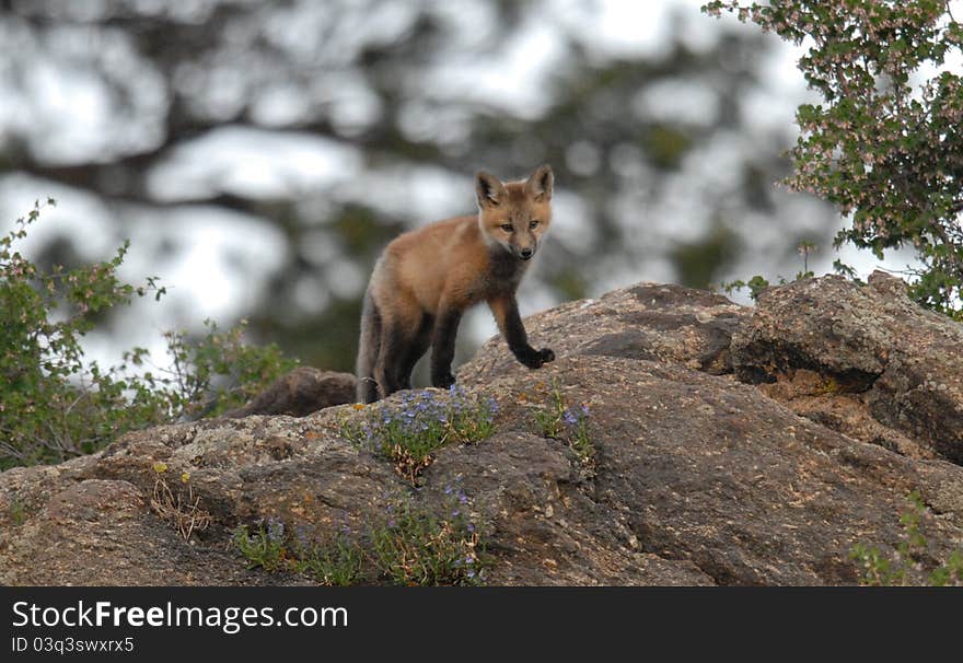 Young Red Fox