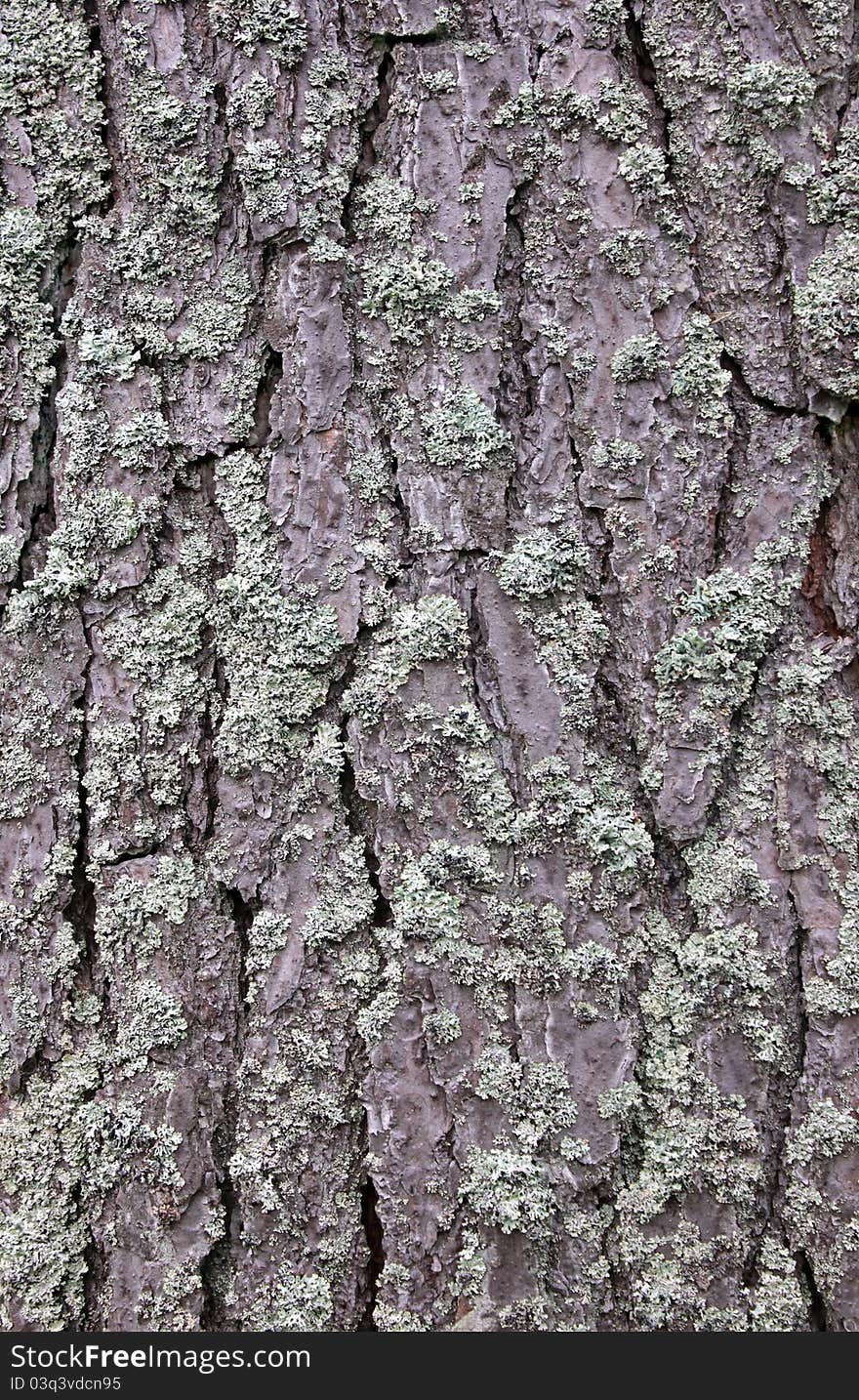 Closeup view of pine tree bark texture. Suitable for an abstract background.