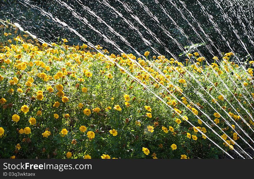 Watering flowers in the garden