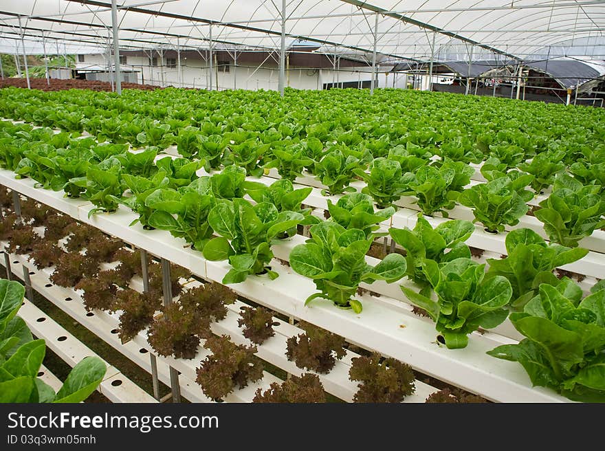 Rows of Lettuce