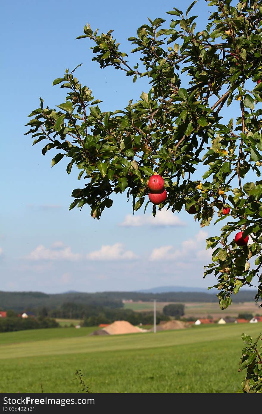 Red apple at a tree in rural environment