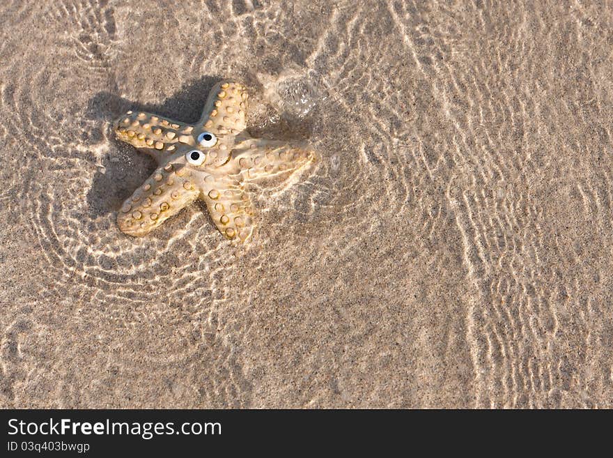 Smiling starfish on sand with clear sea