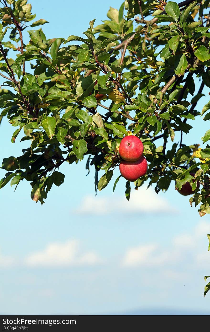 Red apple at a tree with blue and white sky in the background