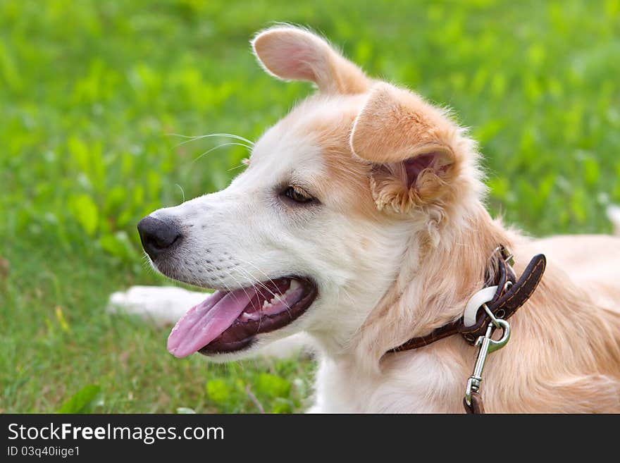 Golden retriever puppy lying on green meadow, summer. Golden retriever puppy lying on green meadow, summer