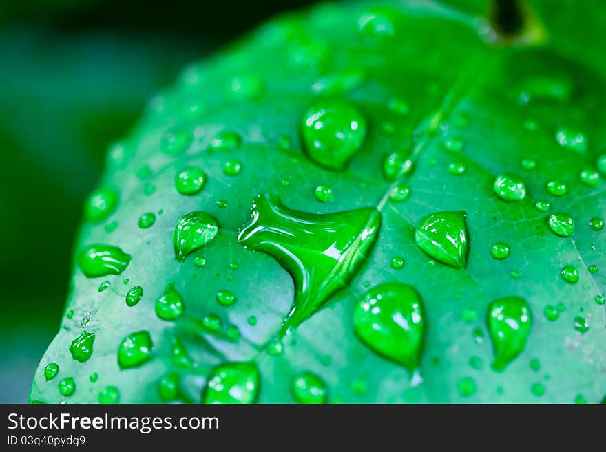 Water drops on green leaves. Water drops on green leaves