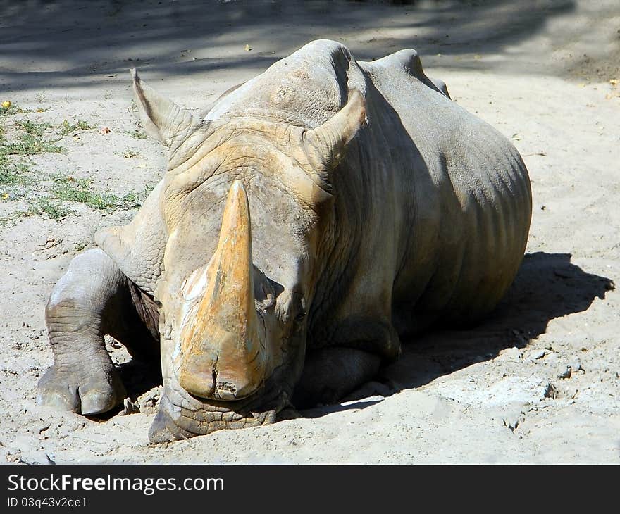 Rhino is lying on the ground. Rhino is lying on the ground