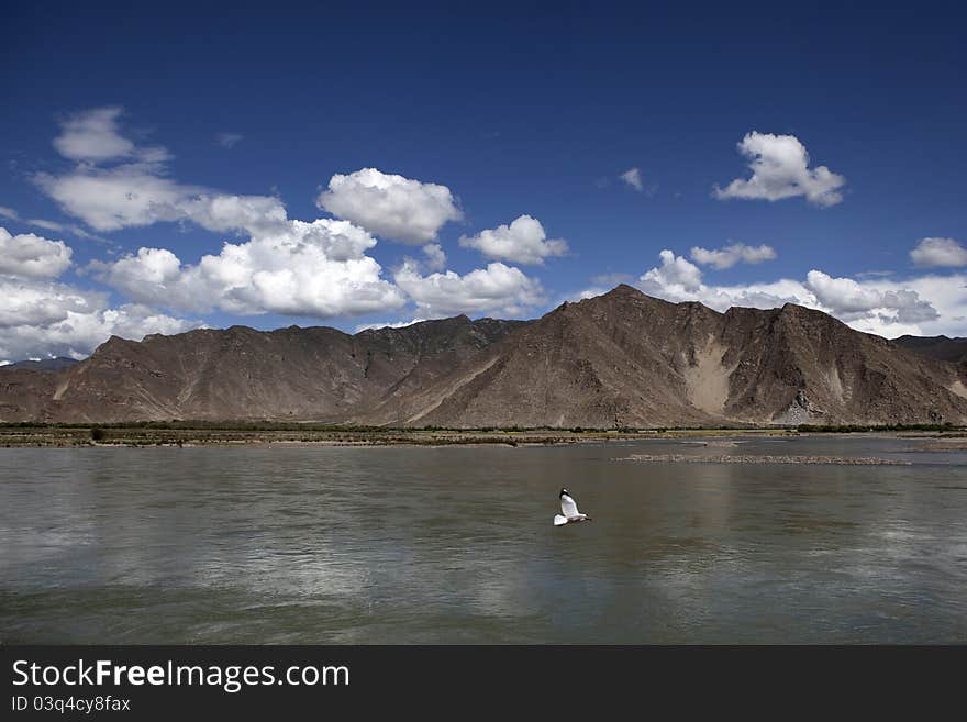 Bird on Lhasa River