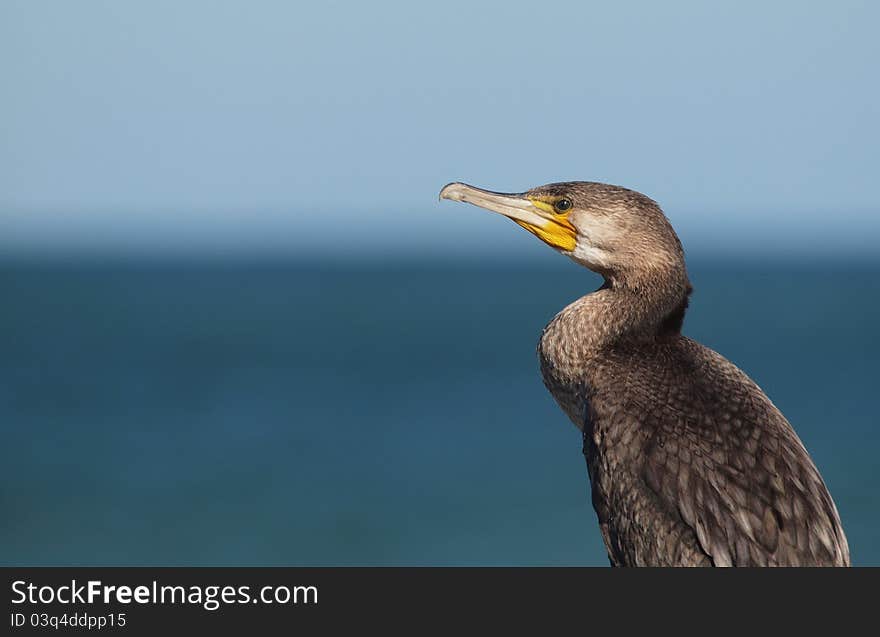 Portrait of a Great Cormorant (Phalacrocorax carbo) on the shore of the Black Sea