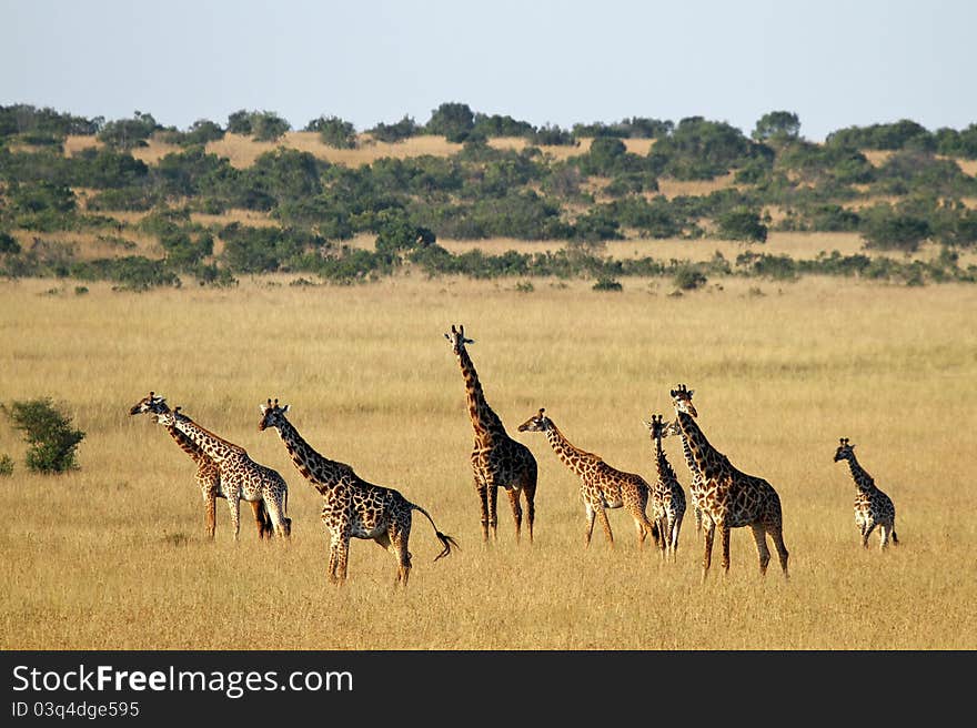 A group of giraffe on Masai Mara National Reserve, Kenya. A group of giraffe on Masai Mara National Reserve, Kenya.