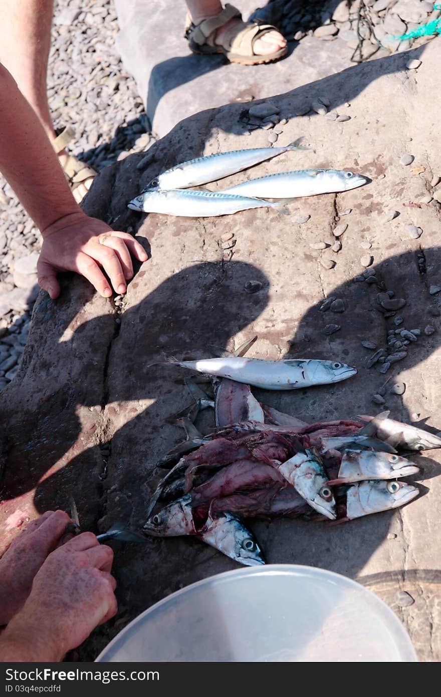 A fisherman preparing a catch of mackerel on the rocks of the coast of ireland. A fisherman preparing a catch of mackerel on the rocks of the coast of ireland